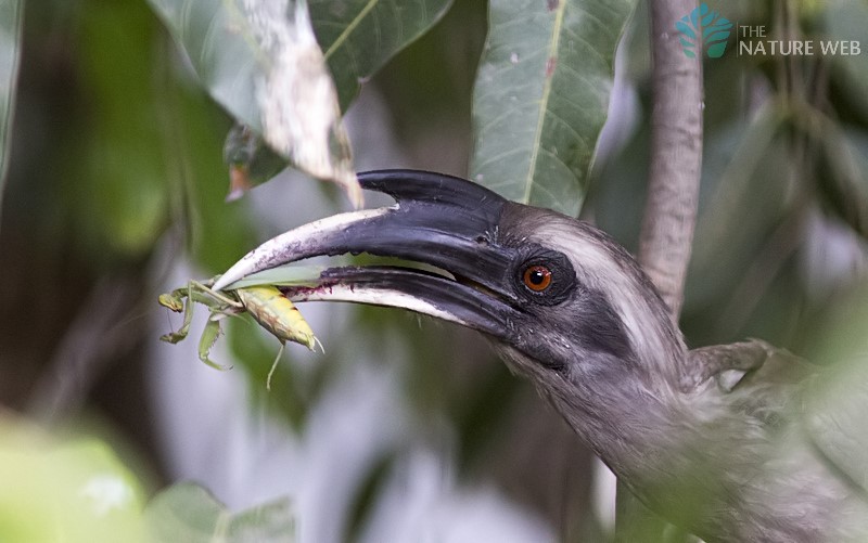 Indian Grey Hornbill